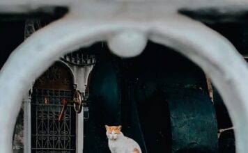 Best Cat Friendships: Expert Tips To Train Your Cat Best Cat Friendships Expert Tips To Train Your Cat