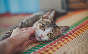 Whiskered Miracles A New Heartwarming Story Of Cats Save Lives Whiskered Miracles A New Heartwarming Story Of Cats Save Lives