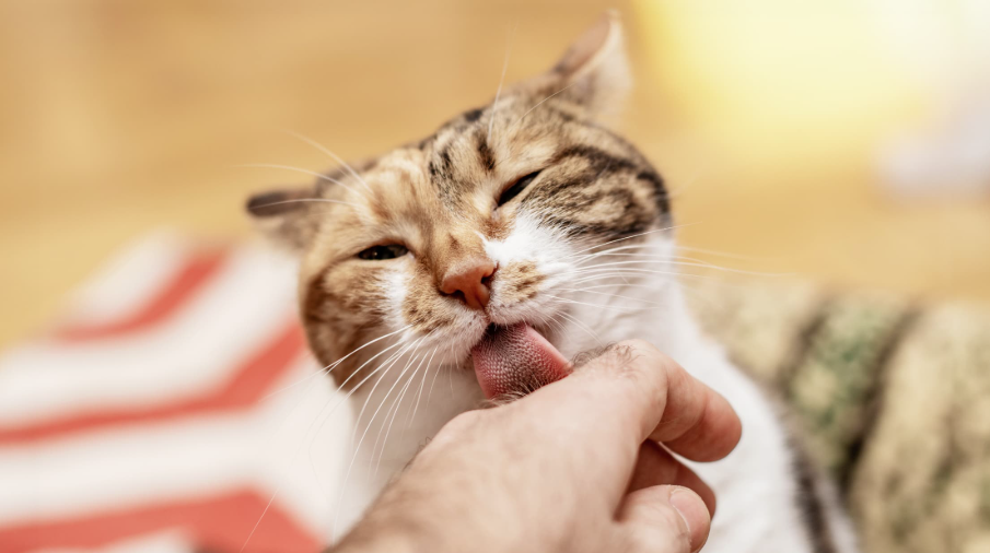 Why Does My Cat Lick Me When I Pet Her 1