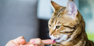 Why Does My Cat Lick Me When I Pet Her? 2025 Greatest Tips Why Does My Cat Lick Me When I Pet Her