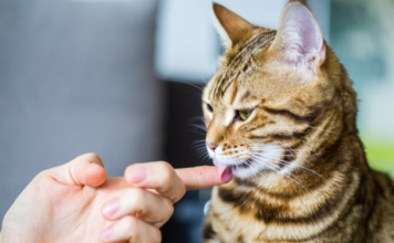 Why Does My Cat Lick Me When I Pet Her? 2025 Greatest Tips Why Does My Cat Lick Me When I Pet Her