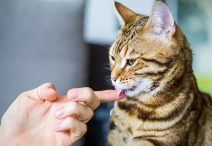 Why Does My Cat Lick Me When I Pet Her