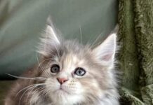 The Unique Appeal Of The Gray White Cat gray white cat