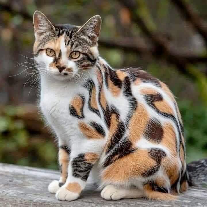 The Fascinating Beauty of Unique Cat Coat Patterns 53