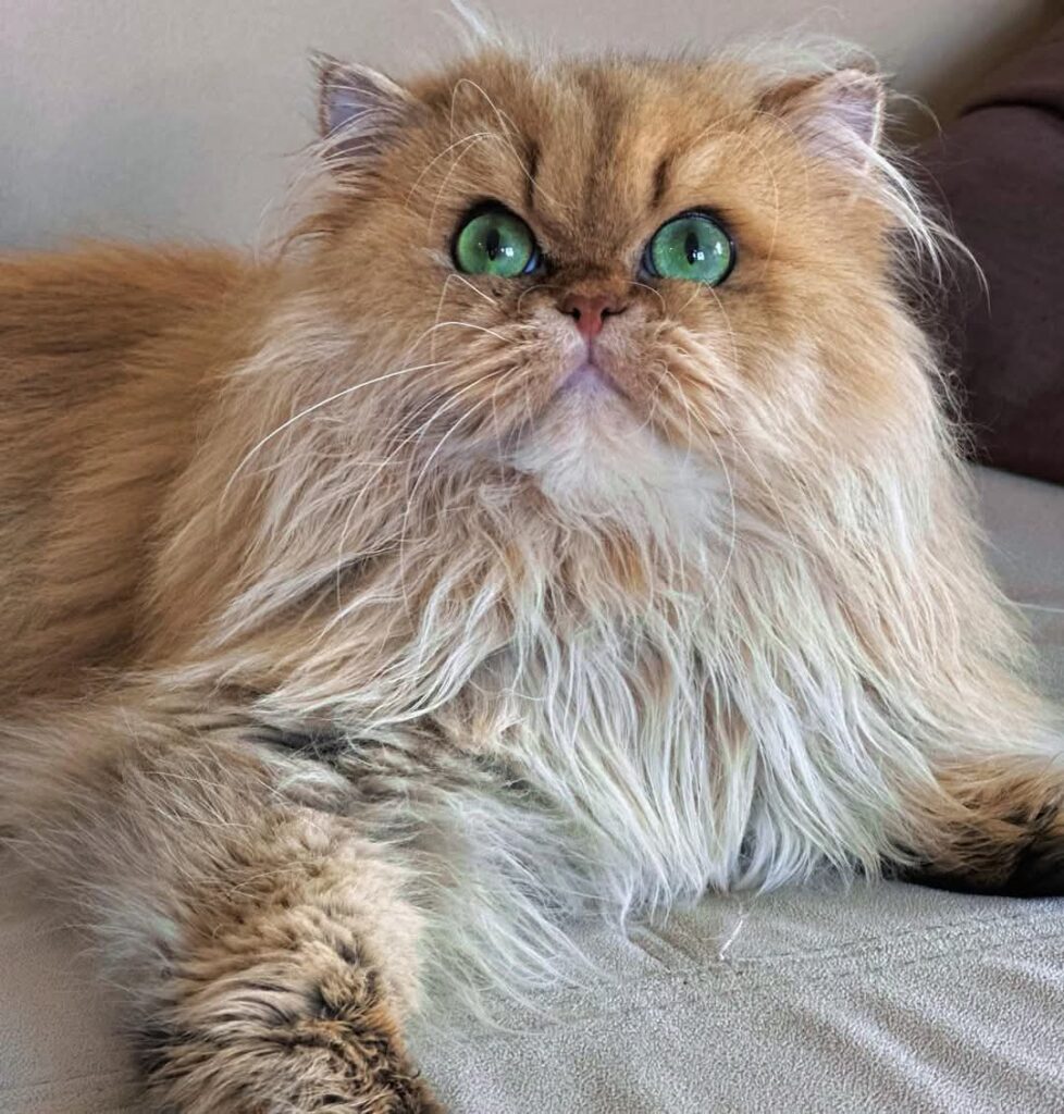 The Fascinating Beauty of Unique Cat Coat Patterns