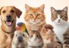 What Are Pet Animals The Importance of Pets in Our Lives (5)
