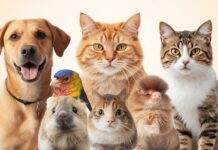 What Are Pet Animals: The Importance Of The Pets What Are Pet Animals The Importance of Pets in Our Lives (5)