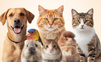What Are Pet Animals: The Importance Of The Pets What Are Pet Animals The Importance of Pets in Our Lives (5)