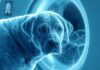 What Is a PET Scan Understanding Its Importance and Benefits (5)