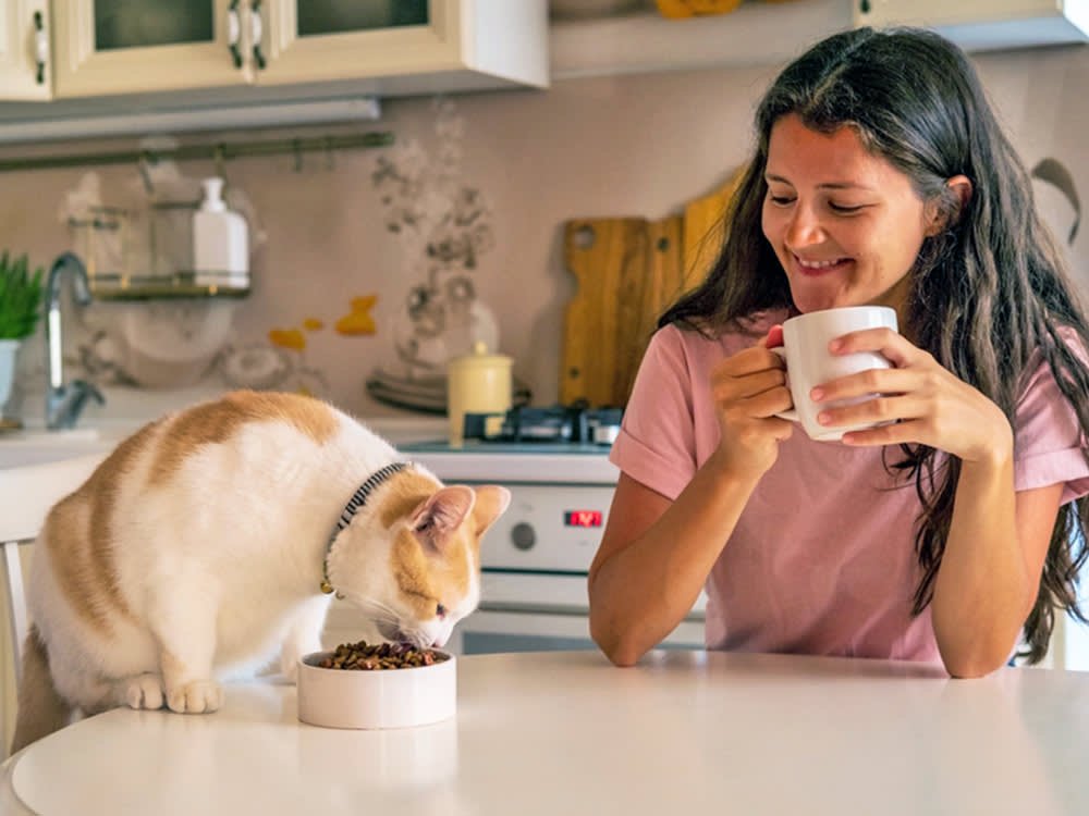 Is Wet Or Dry Food Better for Your Cat? We Compare Both Options So You  Don't Have To · Kinship Cat Care Guide for New Owners Essential 2026 Tips