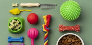 Cat Care Guide for New Owners Essential 2026 Tips