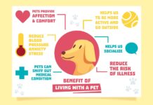 Common Pet Health Problems: Prevention Guide 2026 Common Pet Health Problems Prevention Guide 2026
