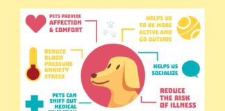 Common Pet Health Problems Prevention Guide 2026
