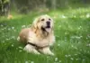 Dog Care Tips for Beginners Complete 2026 Guide
