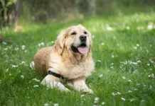 Dog Care Tips for Beginners: Complete 2026 Guide Dog Care Tips for Beginners Complete 2026 Guide
