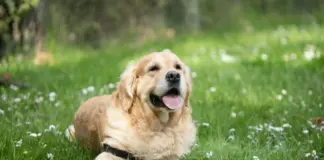 Dog Care Tips for Beginners Complete 2026 Guide