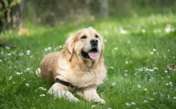 Dog Care Tips for Beginners: Complete 2026 Guide Dog Care Tips for Beginners Complete 2026 Guide