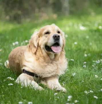 Dog Care Tips for Beginners: Complete 2026 Guide Dog Care Tips for Beginners Complete 2026 Guide