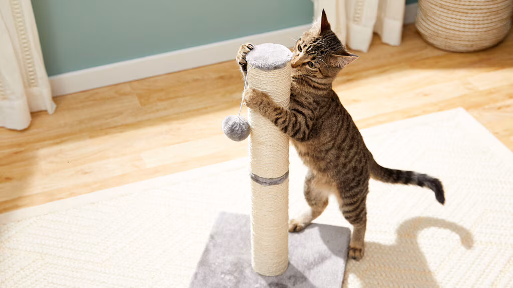 choosing cat scratching posts scratchers 1024x576