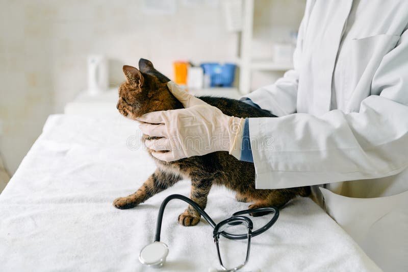 1,566 Cat Stethoscope Table Stock Photos - Free & Royalty-Free Stock Photos  from Dreamstime
